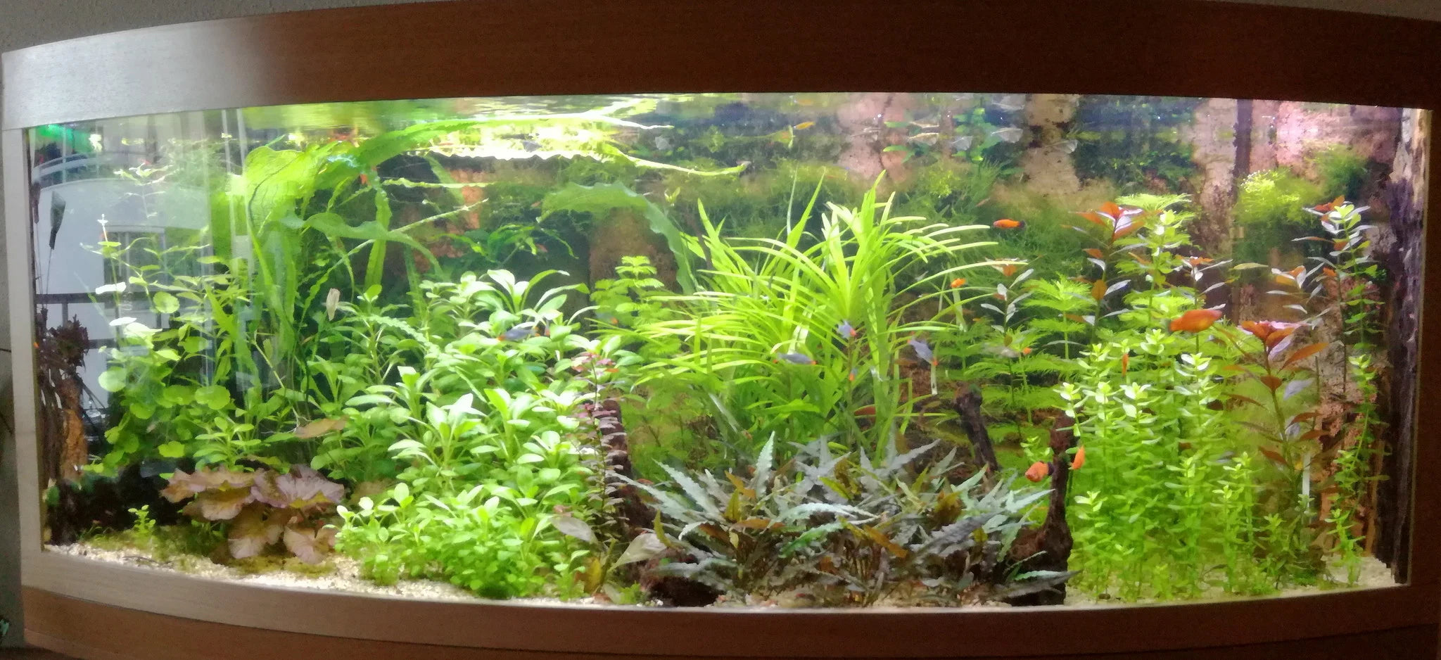 12 volt Aquarium led verlichting (dubbele ledstrip 120 leds per meter) alle lengtes en kleuren. +